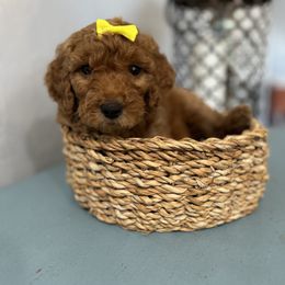 Girl 1 - Apricot Goldendoodle puppy in Bradenton, Florida from Doodle Acres