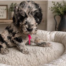 Pink collar - Merle female Goldendoodle puppy in Christiana, Tennessee from Rechlicz Family Doodles