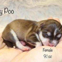 Winky Poo - Chocolate female Pomsky puppy in Denham Springs, Louisiana from Bayouland Pomskies