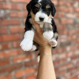 Australian Labradoodle, Bernedoodle, and Cavapoo Puppies from The Poodle Co. Raising Doodles & Poodles