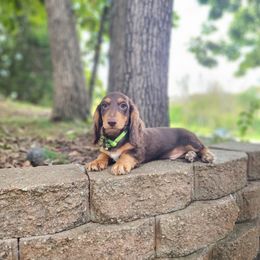 AKC Meet Sebastian :) - Chocolate and tan male Dachshund puppy in Centerville, Iowa from Barnyard Dachshunds, Dals & Doodles