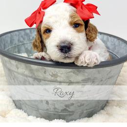 Roxy - Parti female Goldendoodle puppy in State Road, North Carolina from Must Love Doodles
