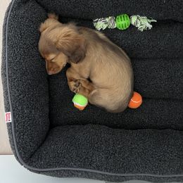 Dachshund Puppies from Ella's Mini Long Haired Dachshunds