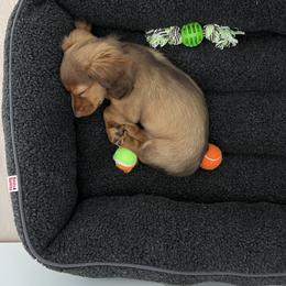 Dachshund Puppies from Ella's Mini Long Haired Dachshunds