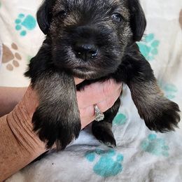 Miniature Schnauzer Puppies from Sweet Home Schnauzers
