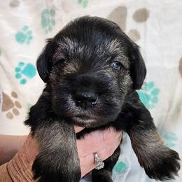 Miniature Schnauzer Puppies from Sweet Home Schnauzers