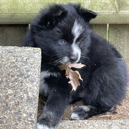 Pomsky Puppies from Michelle