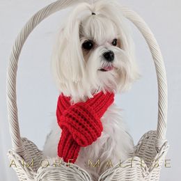 Prancer - White male Maltese puppy in Tampa, Florida from Amore Maltese