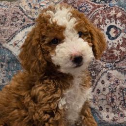 Timber - Apricot male Goldendoodle puppy in Churchill County Fallon, Nevada from Card Family Ranch