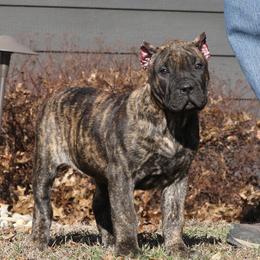 Yellow Collar - Tiger female Perro de Presa Canario puppy in Pocahontas, Illinois from Cabeza Grande Kennel