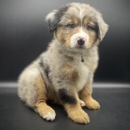 Finn - Blue merle male Miniature Australian Shepherd puppy in Liberty, South Carolina from Alexander Canines
