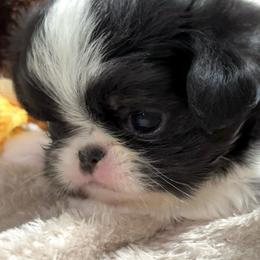 Winston - Black tan and white male Japanese Chin puppy in Davisville, Missouri from Uniquely Yours, Shelly’s Japanese Chins