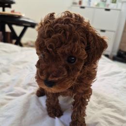 Billy - Red  male Poodle puppy in Corona, California from Poodle house CA