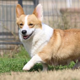 Honey - Pembroke Welsh Corgi