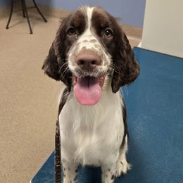 Birdie - English Springer Spaniel