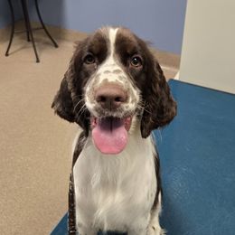Birdie - English Springer Spaniel