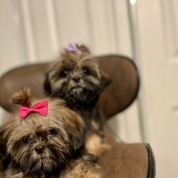 Shih Tzu Puppies from Amanda's Shih Tzu