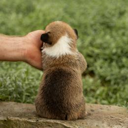 Daisy - Red female Pembroke Welsh Corgi puppy in Narvon, Pennsylvania from Corgi Companions