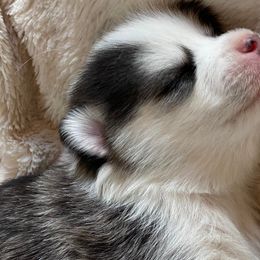 Pomskies from West Coast Pomskies