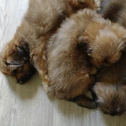 Lhasa Apsos from Lauren McGlynn's Lhasa Apso Puppies