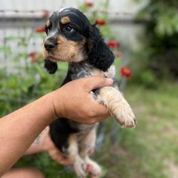 English Springer Spaniel Puppies from Cherokee Springers of NWFL