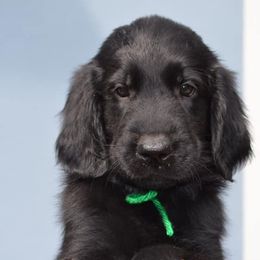 Flat-Coated Retrievers from Urbanova Flat-Coated Retrievers