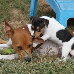 Rat Terrier Puppies from River Ridge Rat Terriers