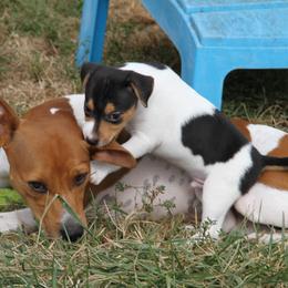 Rat Terrier Puppies from River Ridge Rat Terriers