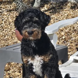 Sadie - Bernedoodle