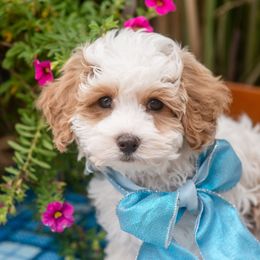 Sky - male Cavapoochon puppy in North Lawrence, Ohio from Liberty Pups