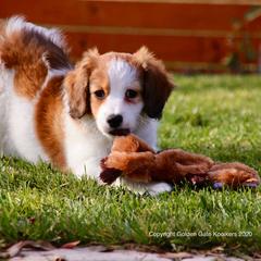 Nederlandse Kooikerhondjes from Golden Gate Kooikers