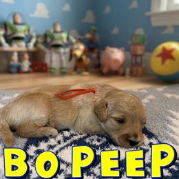 Bo Peep - Apricot female Goldendoodle puppy in Houston, Texas from Golden Life Doodles
