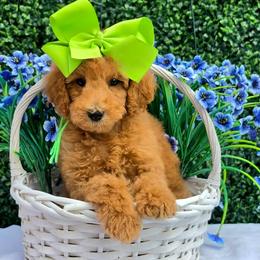 Gracie's Lime Girl - Red  female Goldendoodle puppy in Kountze, Texas from Texas Doodles LLC