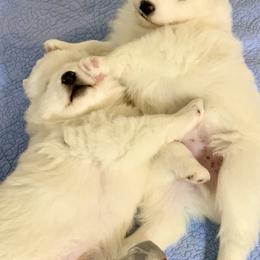 Samoyed Puppies from ArticCross Samoyeds-Florida