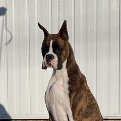 Zelle - Boxer