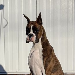 Zelle - Boxer