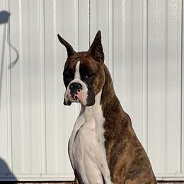 Zelle - Boxer