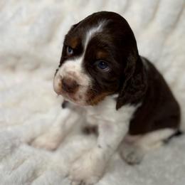 Pink girl - Tri-Roan female English Springer Spaniel puppy in Fairfield, California from Goldridge Springers