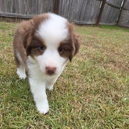 Yellow Collar-Eloise - Red tri-color female Miniature American Shepherd puppy in Statesboro, Georgia from Azure Miniature American Shepherds
