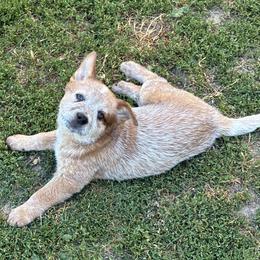L64-05 - Red speckled male Australian Cattle Dog puppy in Sheridan, Oregon from 6pk Cattledogs