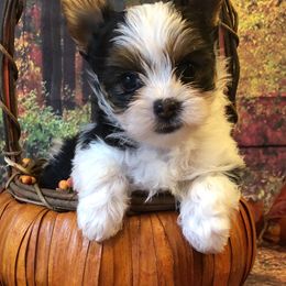 Biewer Terrier and Yorkshire Terrier Puppies from Wisteria Yorkies