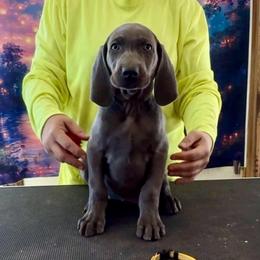 Doug - Blue male Weimaraner puppy in Aitkin, Minnesota from Whispering’s GunDogs