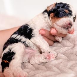 Stubby - Tri-color male Cavapoo puppy in Idaho Falls, Idaho from Freckle Paw Family