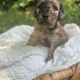 Goldendoodle Puppies from David's Doodles