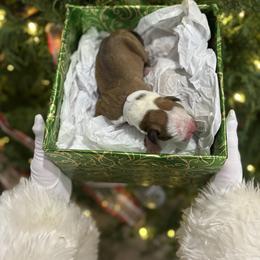 Noel - Fawn female Boxer puppy in Waycross, Georgia from David's Boxers