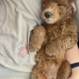 Goldendoodle Puppies from Heavenly Hilltop Farm
