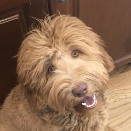 Juni - Australian Labradoodle