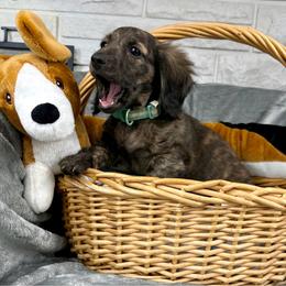 Tex - Dachshund