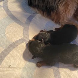 Chloe - Black and tan female Yorkshire Terrier puppy in Newman, California from Central Valley Yorkies