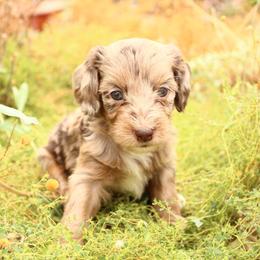 Bella - Red merle female Aussiedoodle puppy in Apache Junction, Arizona from Loving Doodle